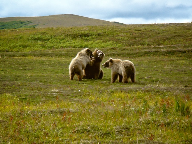 Katmai Bears